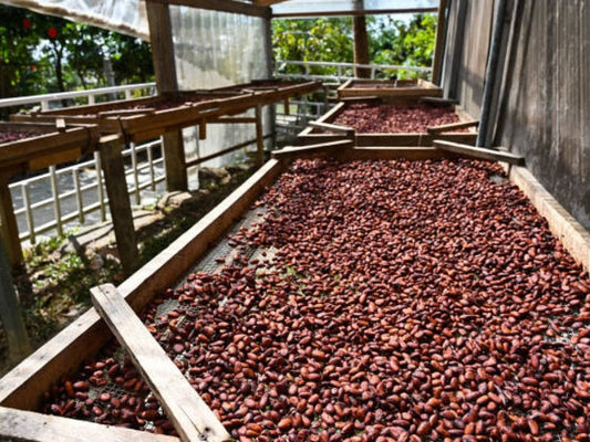 The Art of Winnowing Cocoa: A Guide for Chocolate Lovers
